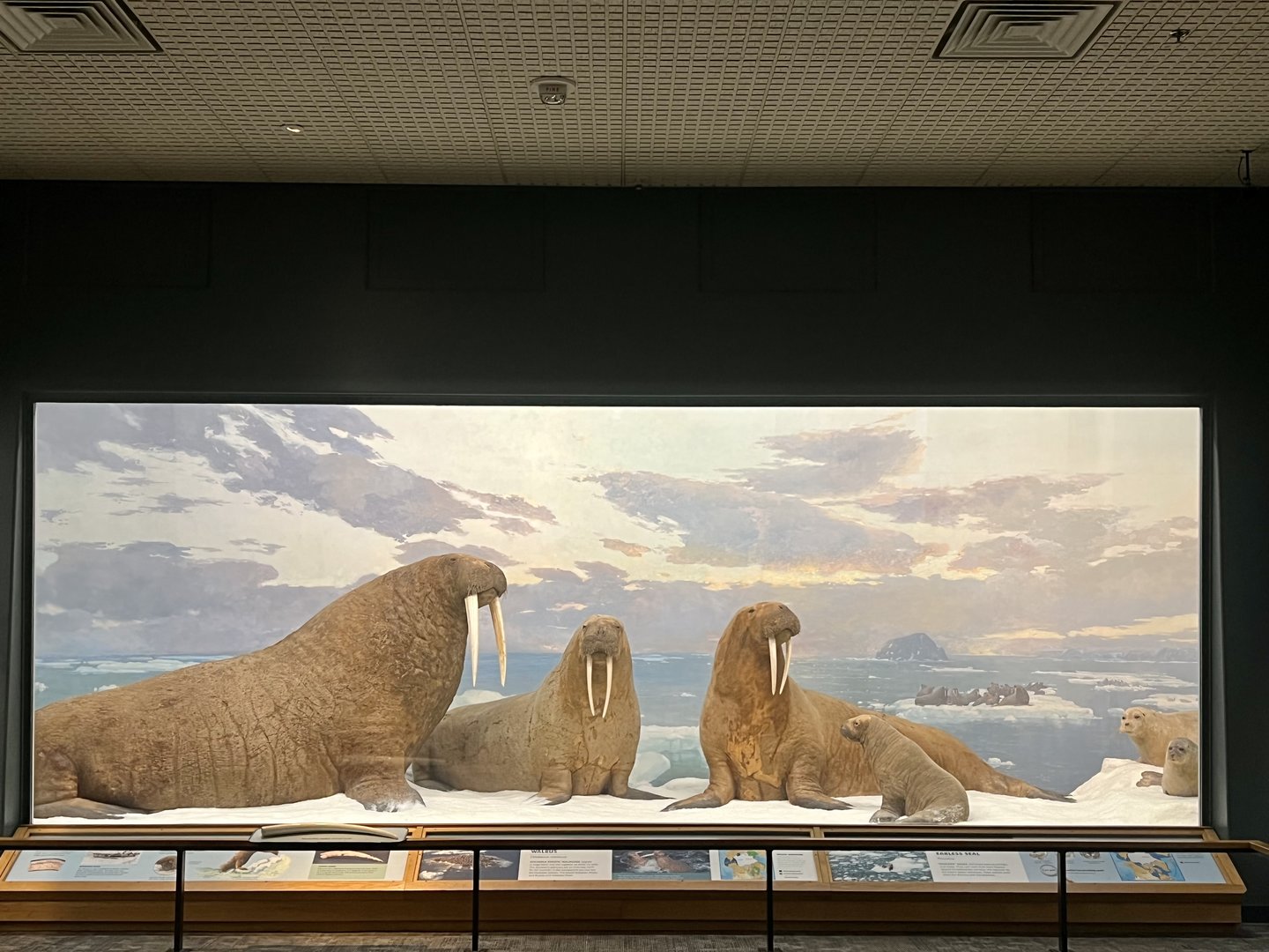 Walrus Diorama