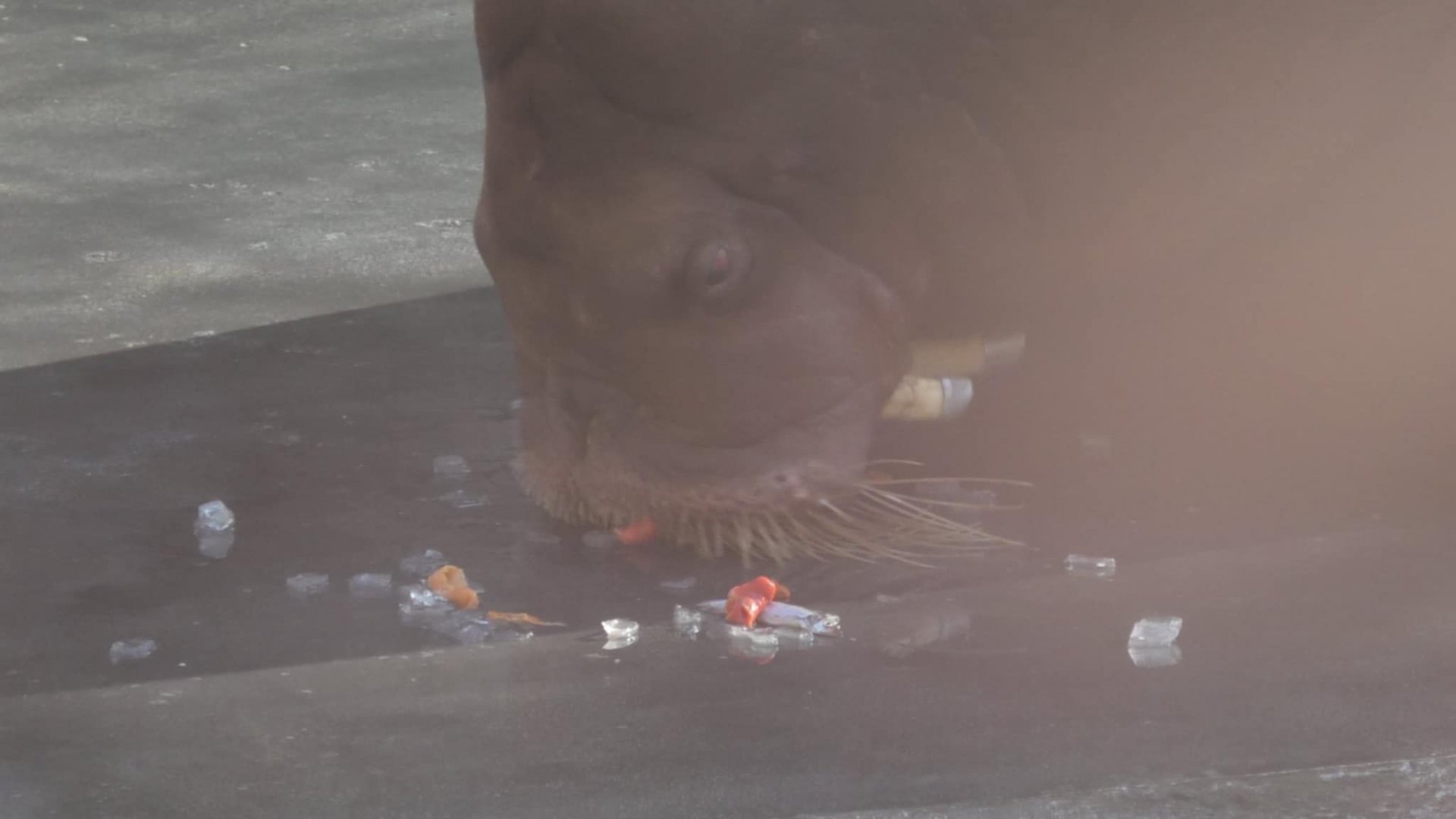 Walrus eating