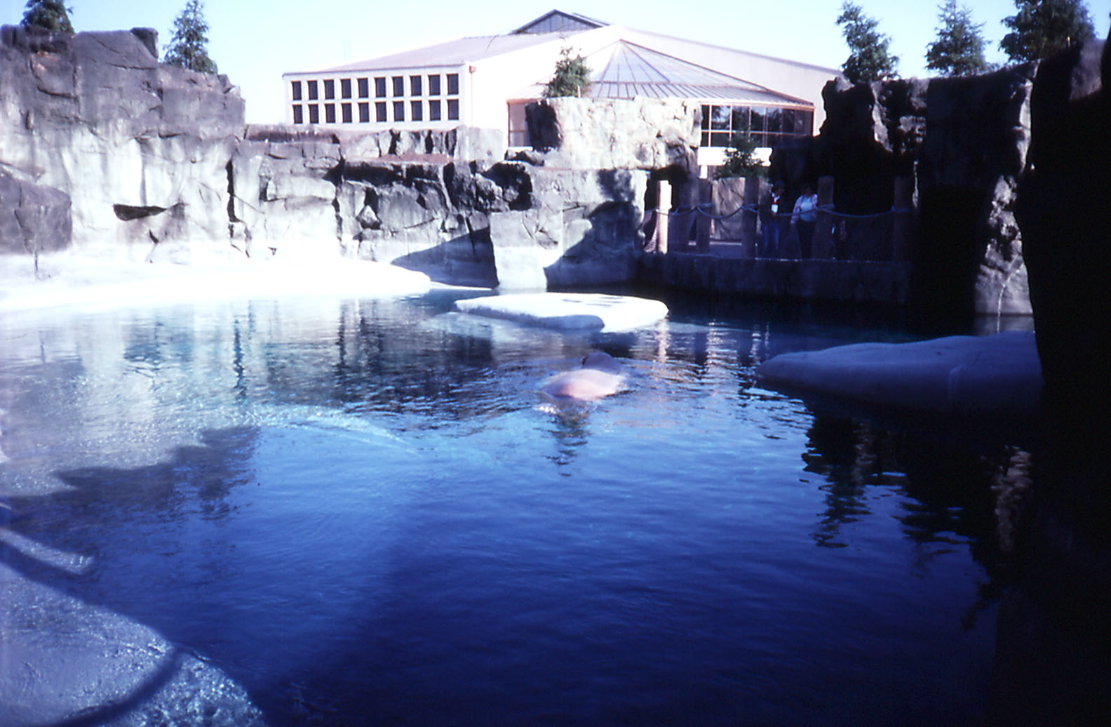 Walrus enclosure - 1987