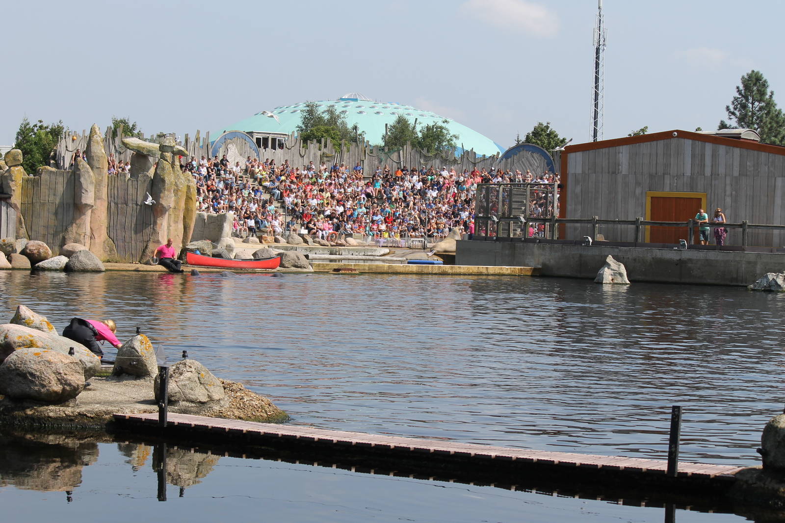 Walrus enclosure during show.