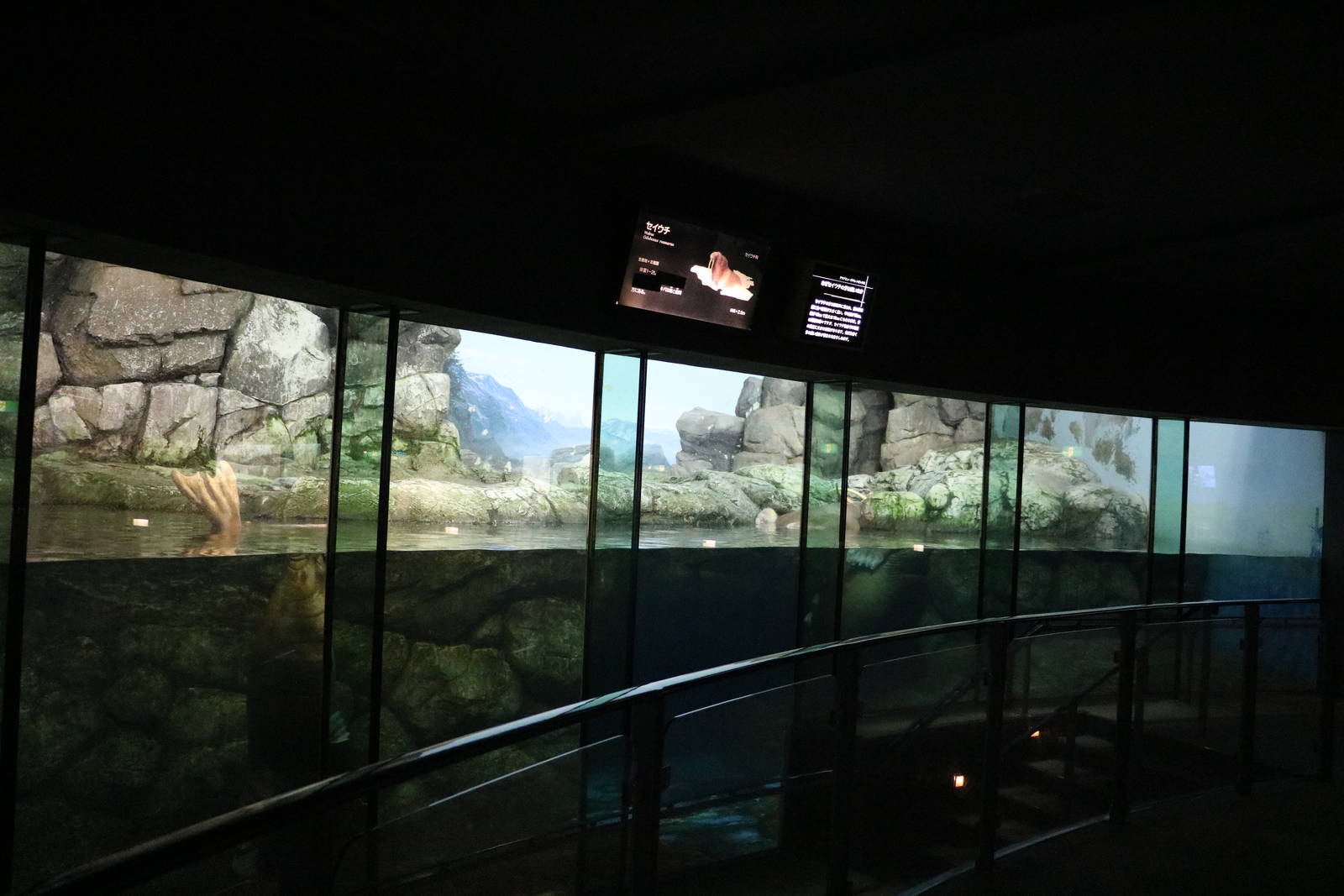 Walrus enclosure, February 2016