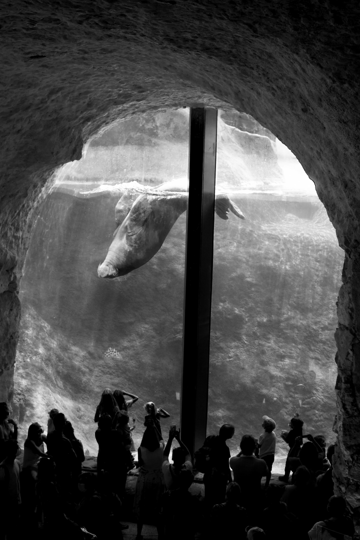 Walrus enclosure
