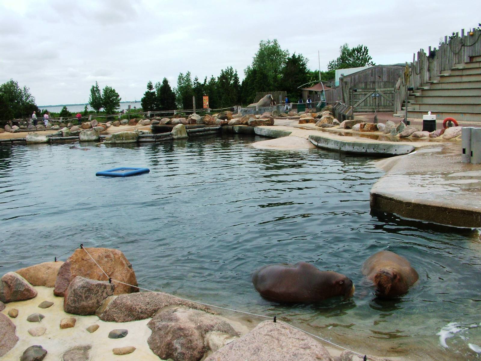 Walrus Exhibit at Harderwijk, 01/06/12