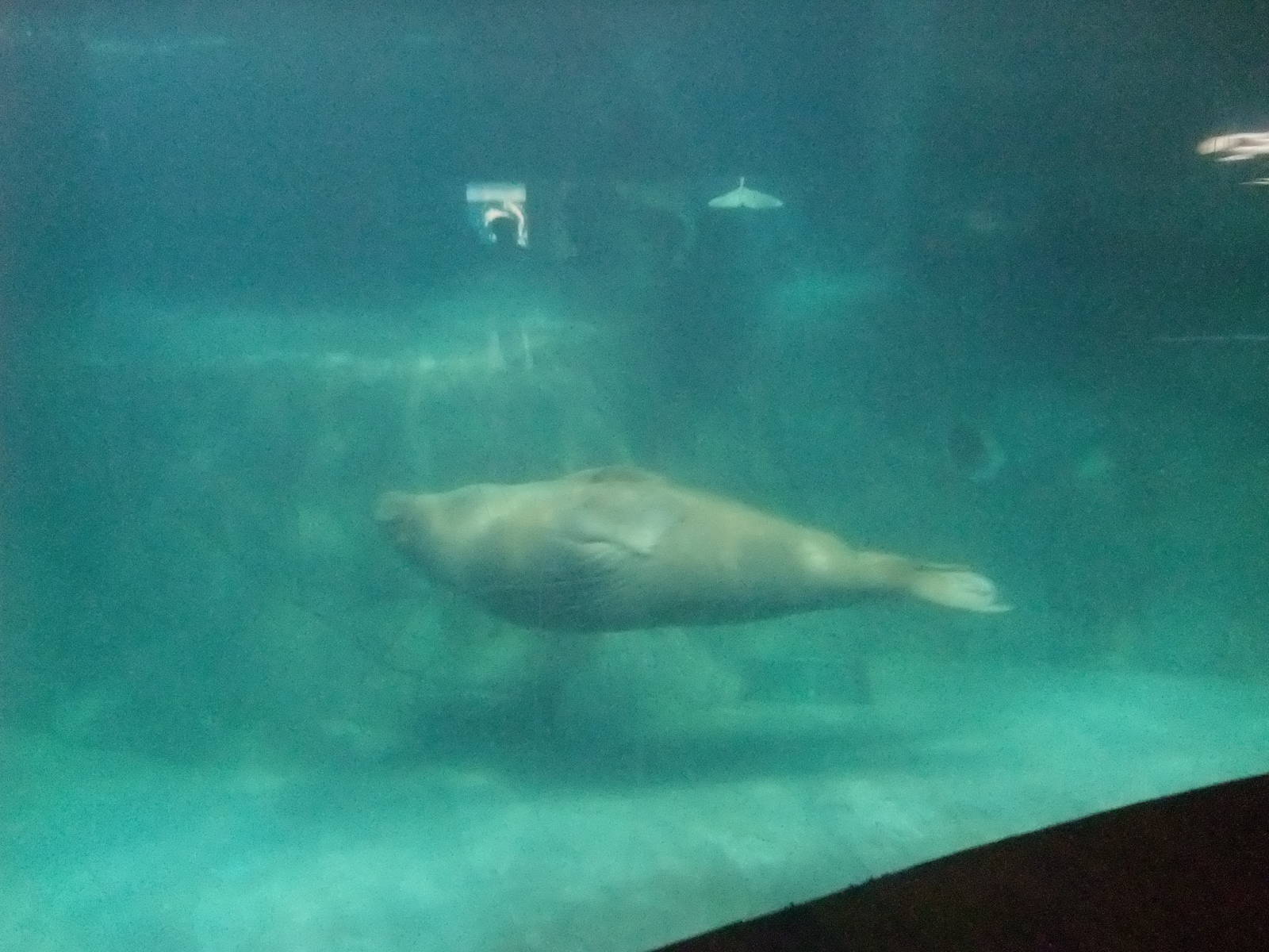Walrus Exhibit at Oceanografic, 29/05/11