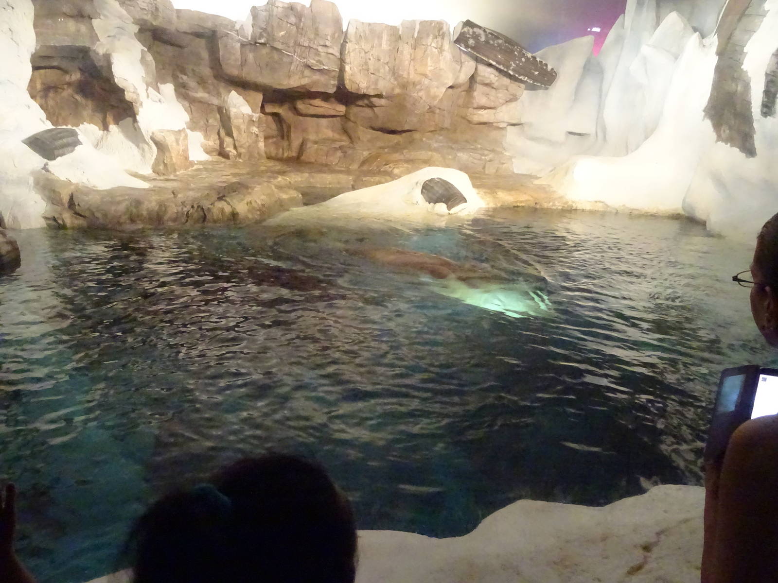 Walrus Exhibit at SeaWorld Orlando