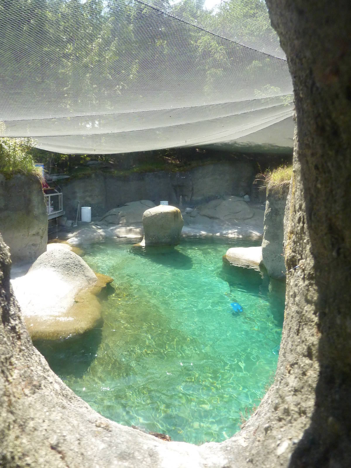Walrus Exhibit - Glass Viewing Area