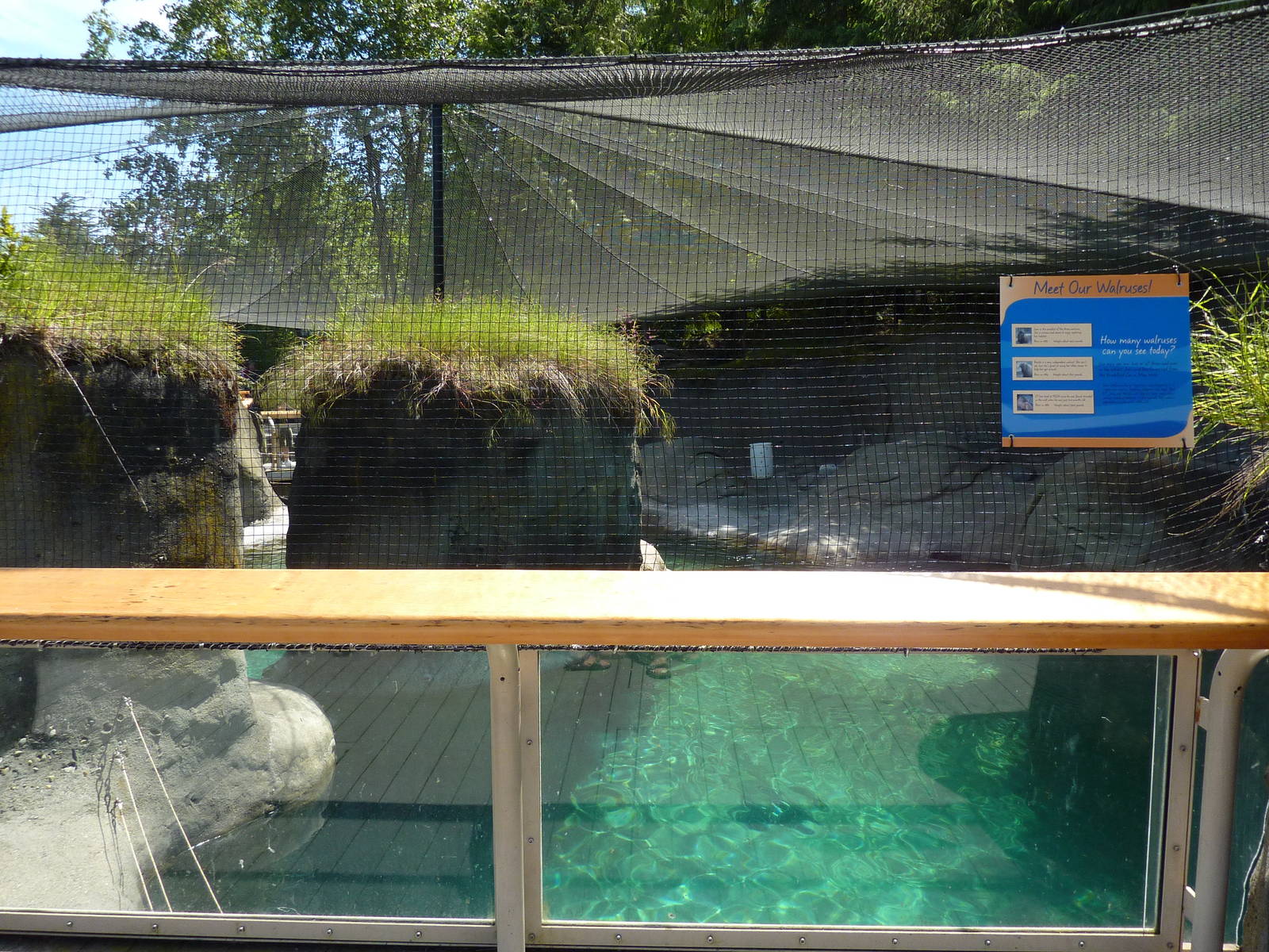 Walrus Exhibit - Viewing Area