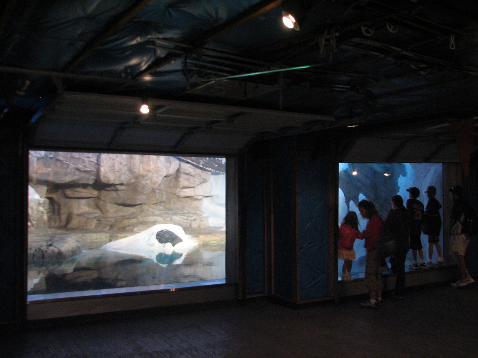 Walrus Exhibit Viewing Area