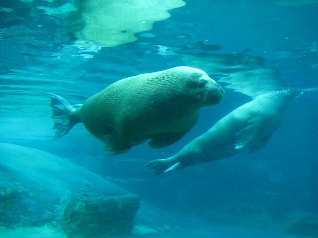Walrus Exhibit