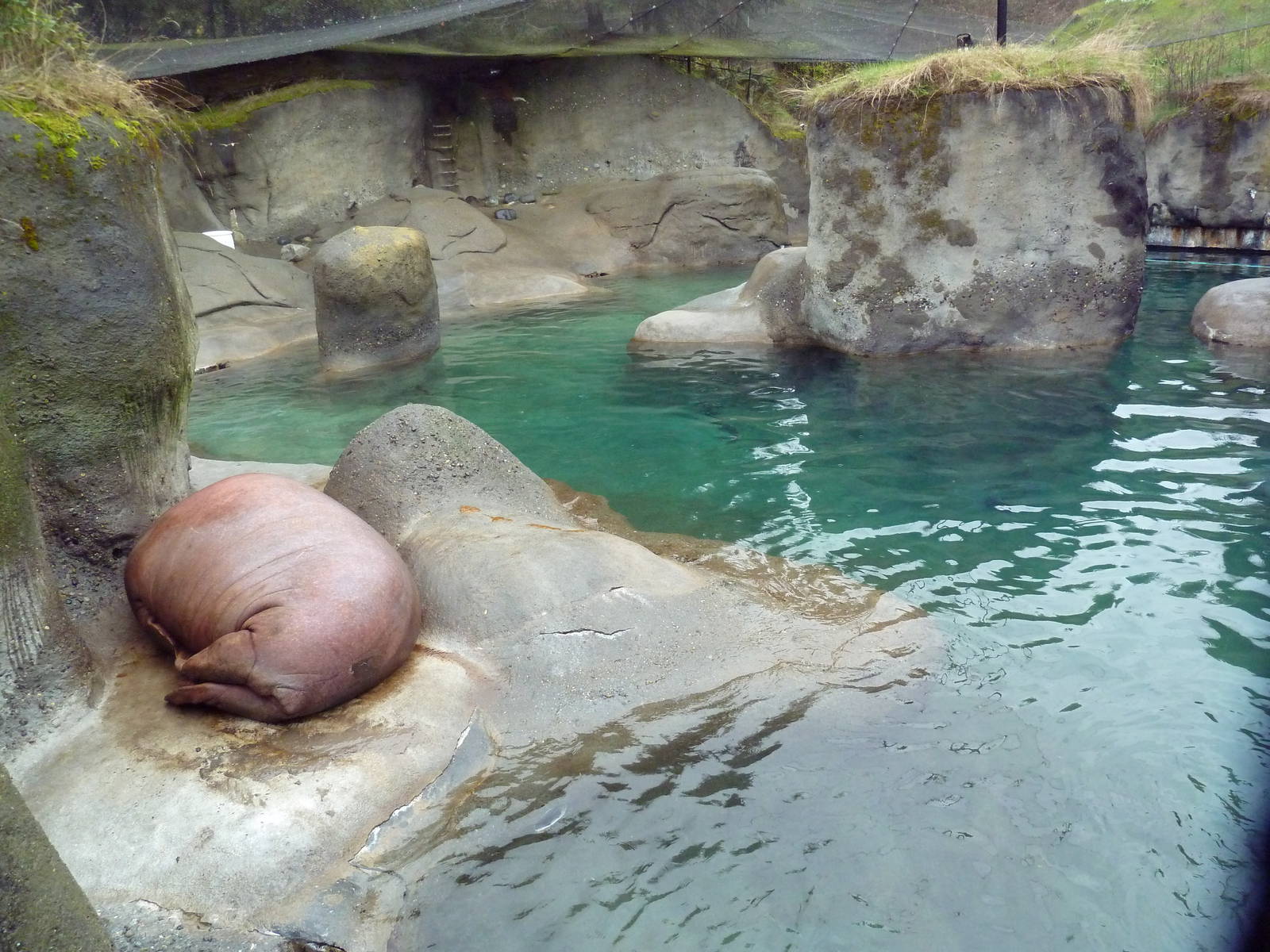 Walrus Exhibit