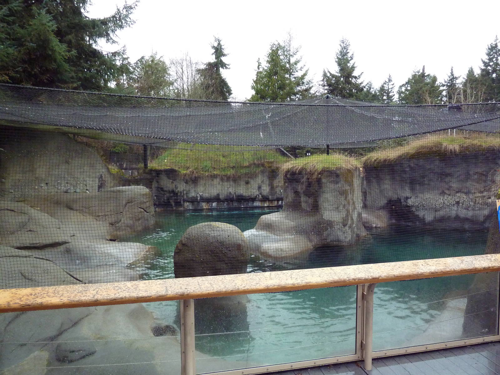 Walrus Exhibit