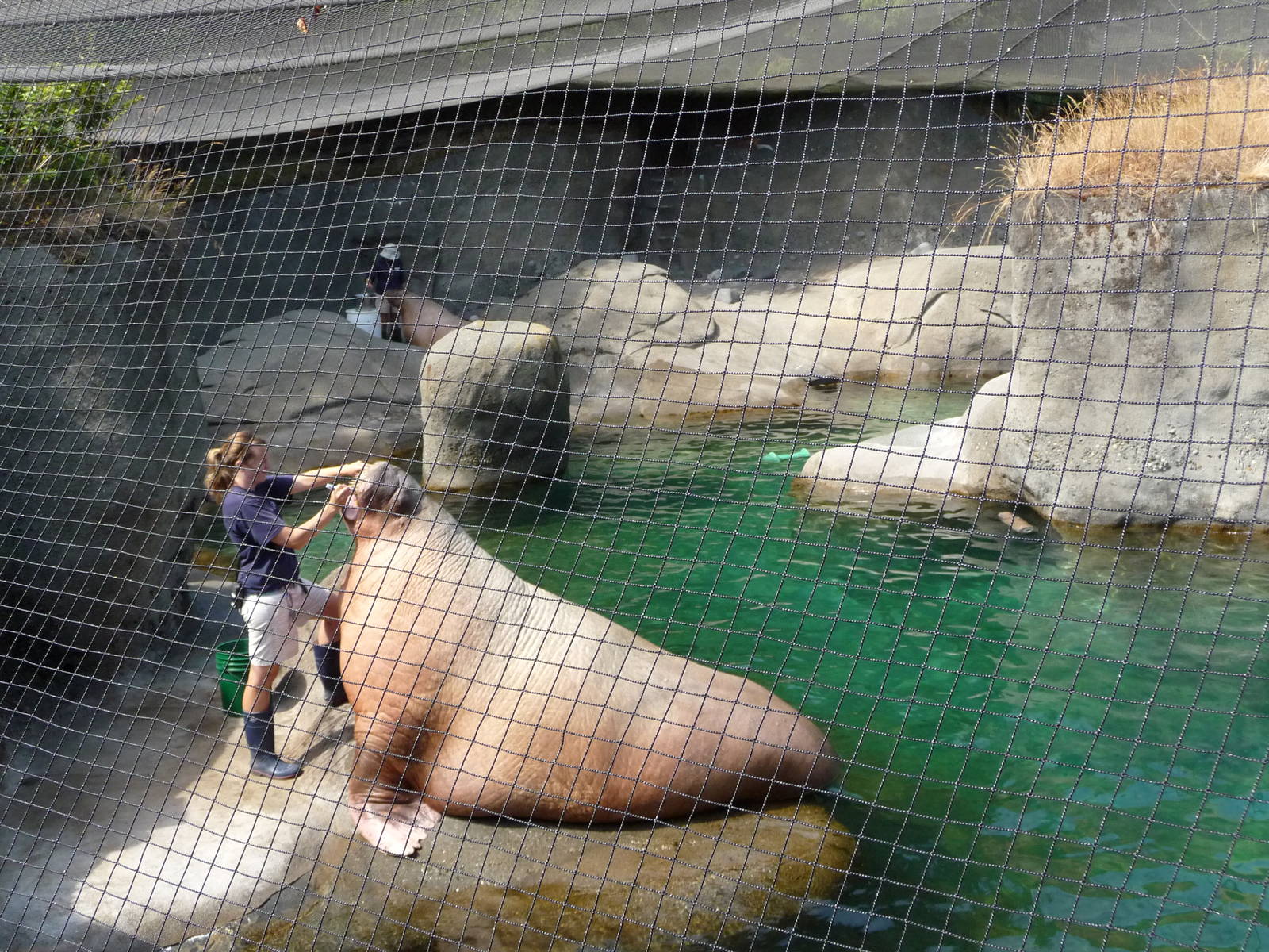 Walrus Exhibit