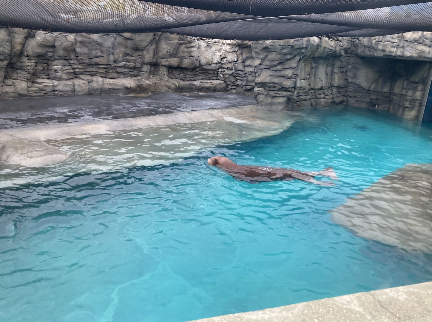 Walrus Exhibit
