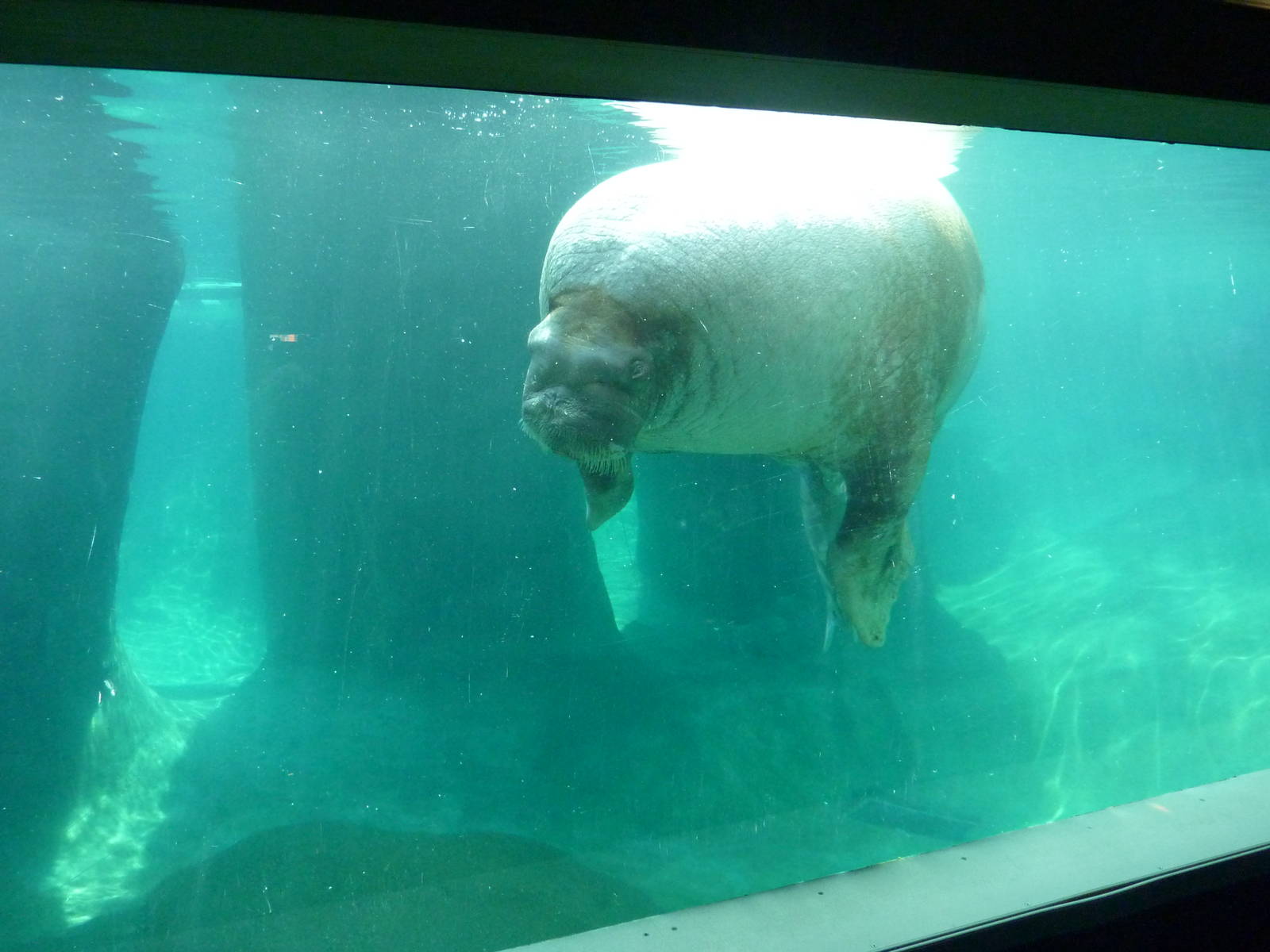 Walrus Exhibit