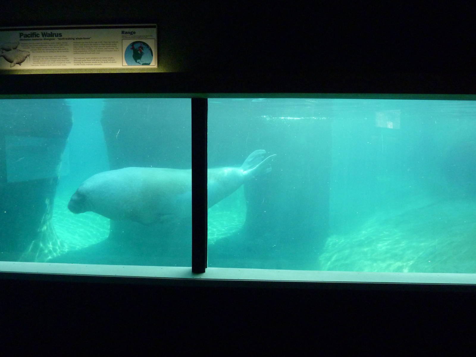Walrus Exhibit