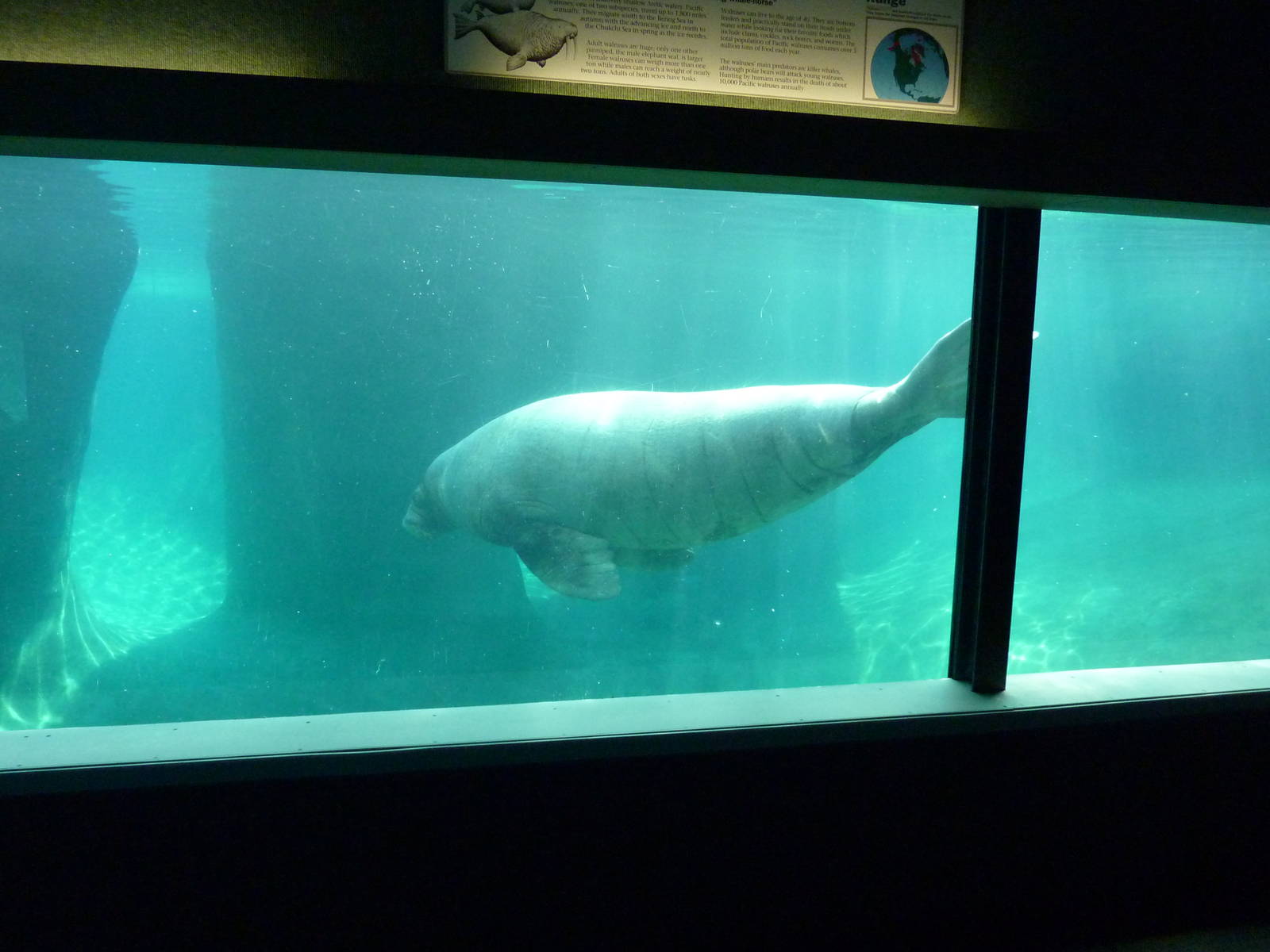 Walrus Exhibit