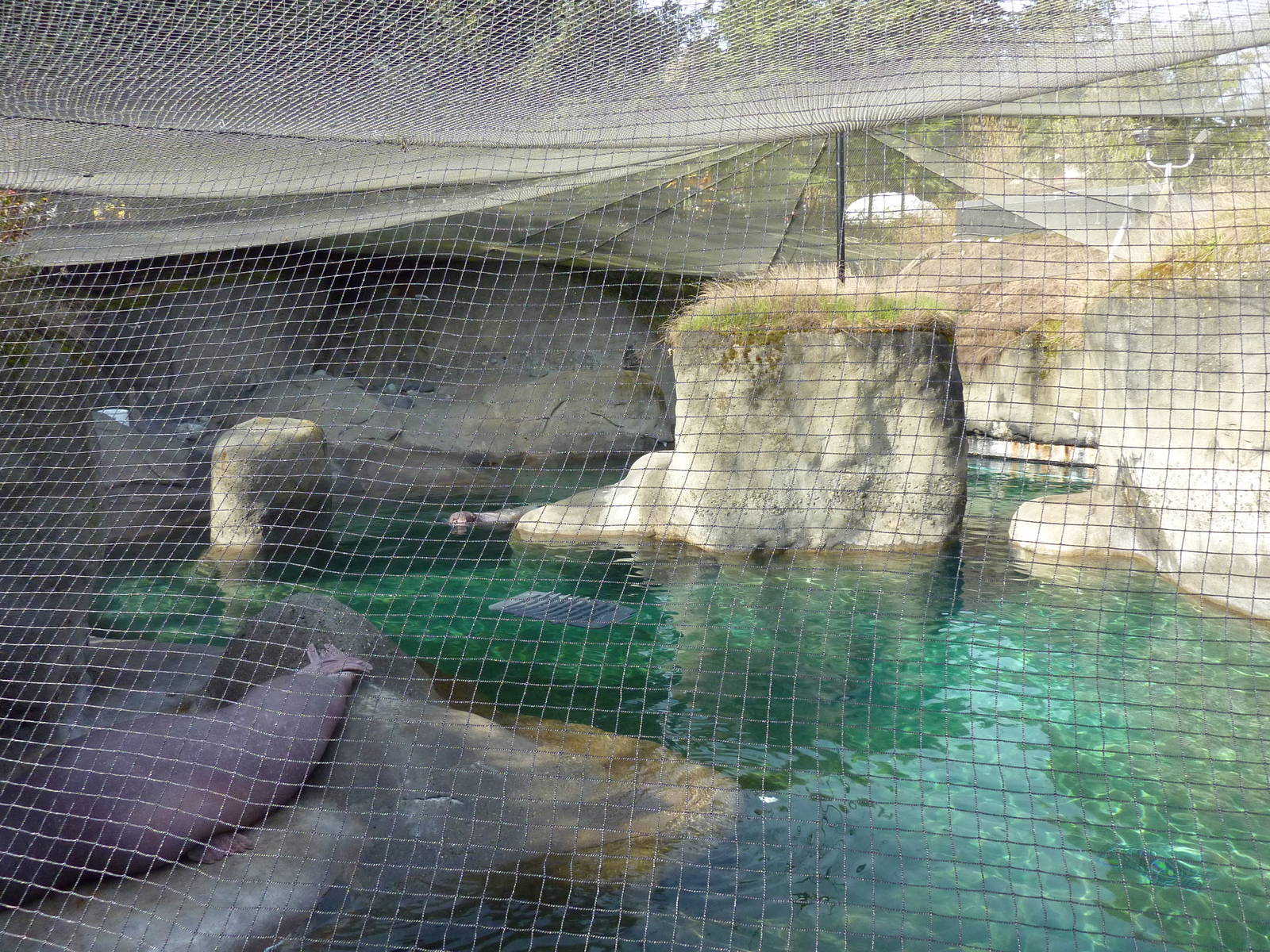 Walrus Exhibit