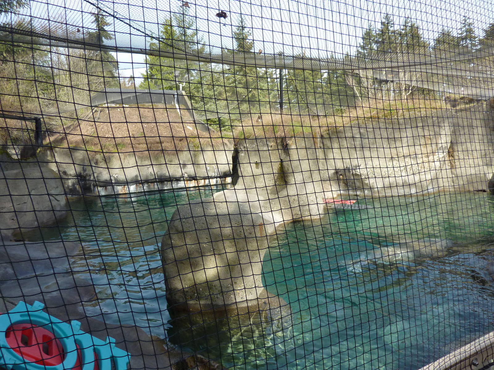 Walrus Exhibit