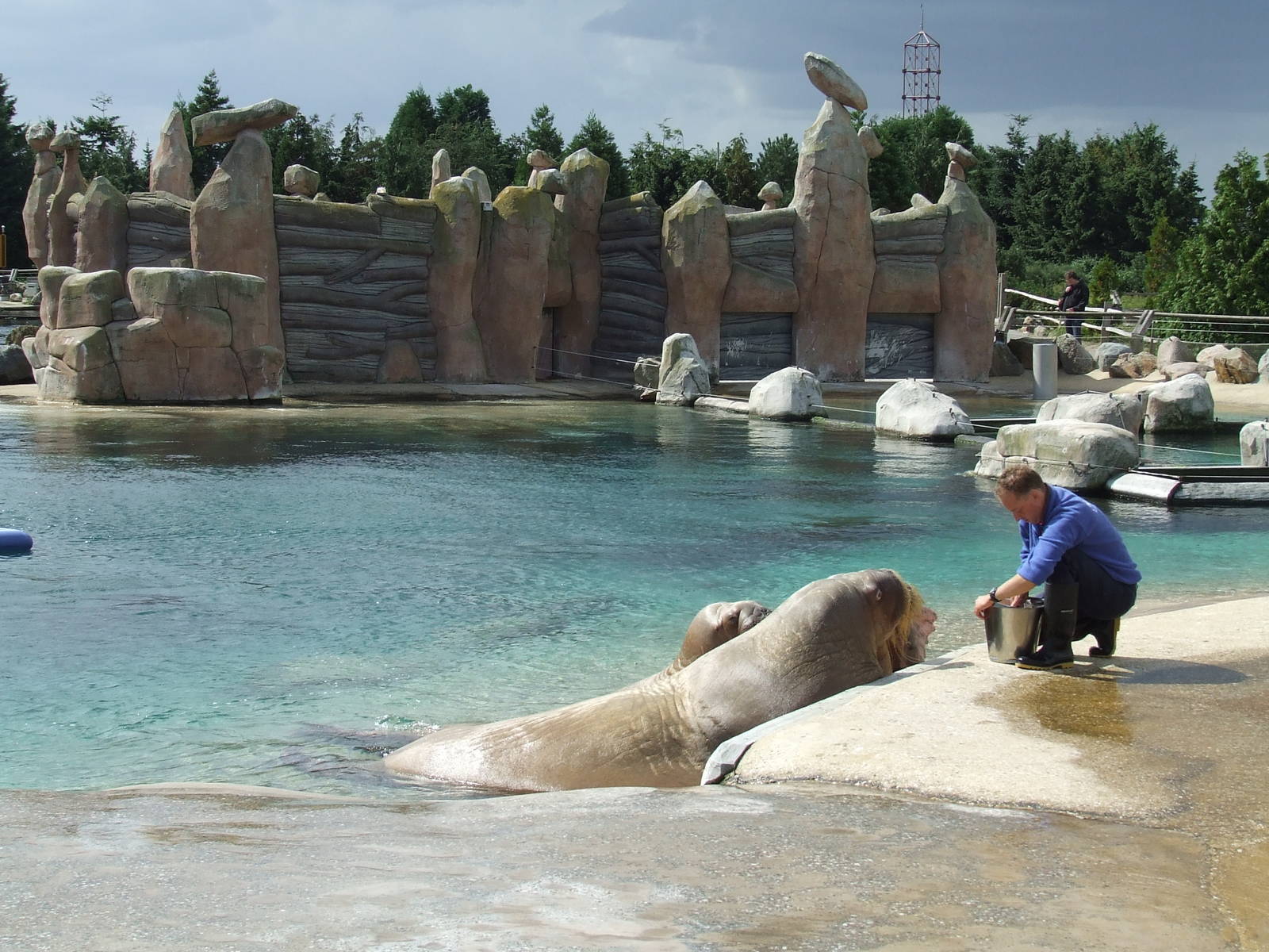 Walrus exhibit