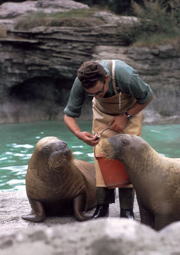 Walrus Feed 1973
