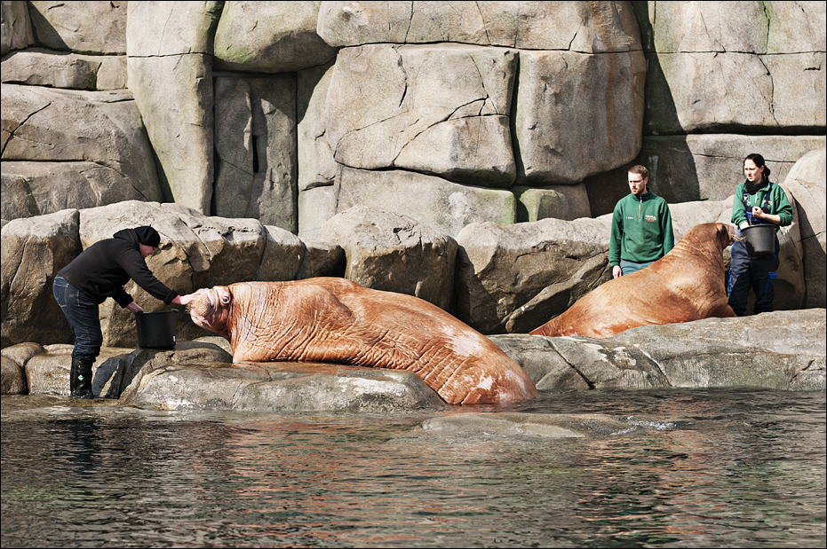 Walrus feeding at Hamburg