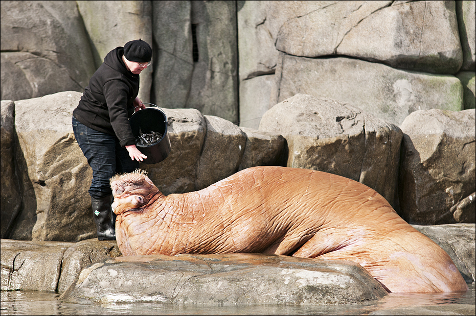 Walrus feeding at Hamburg