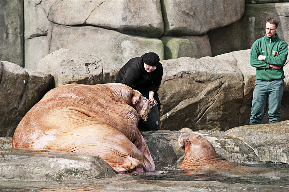 Walrus feeding at Hamburg