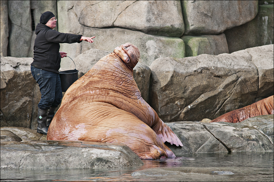 Walrus feeding at Hamburg
