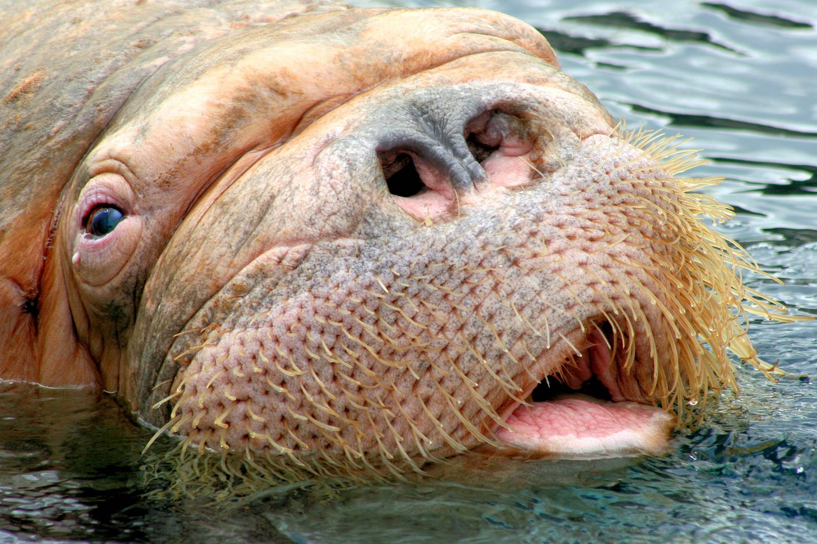 Walrus; Hagenbeck; 27th June 2013