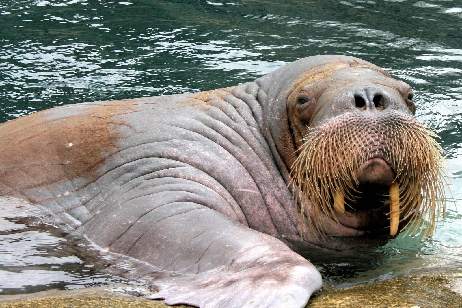 Walrus; Hagenbeck; 27th June 2013