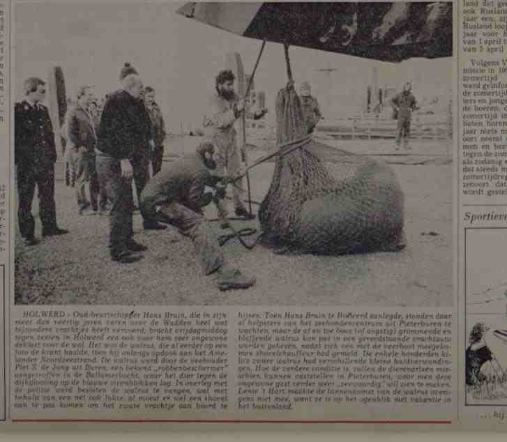 walrus in the Netherlands