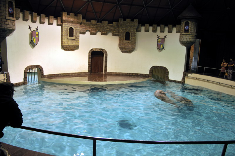 Walrus indoor exhibit