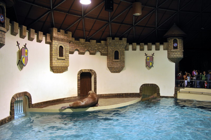 Walrus indoor exhibit
