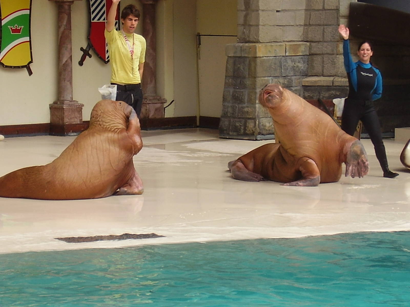 Walrus- Marineland AUG06 II