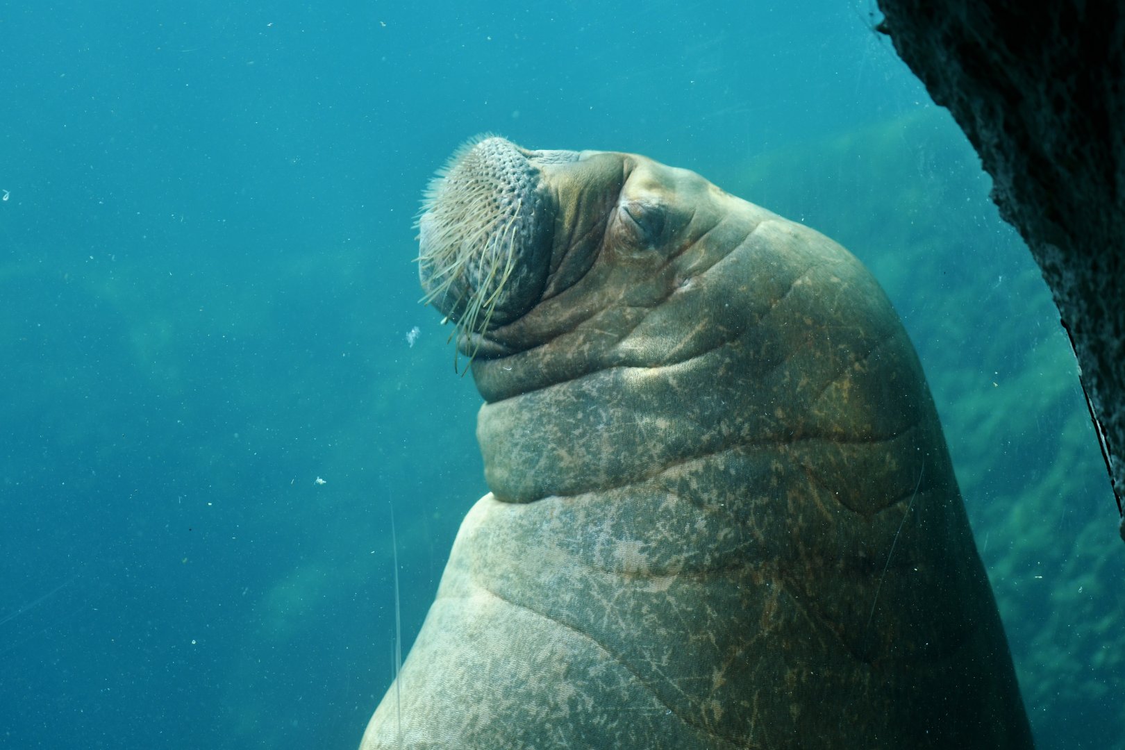 Walrus (Obodenus rosmarus)