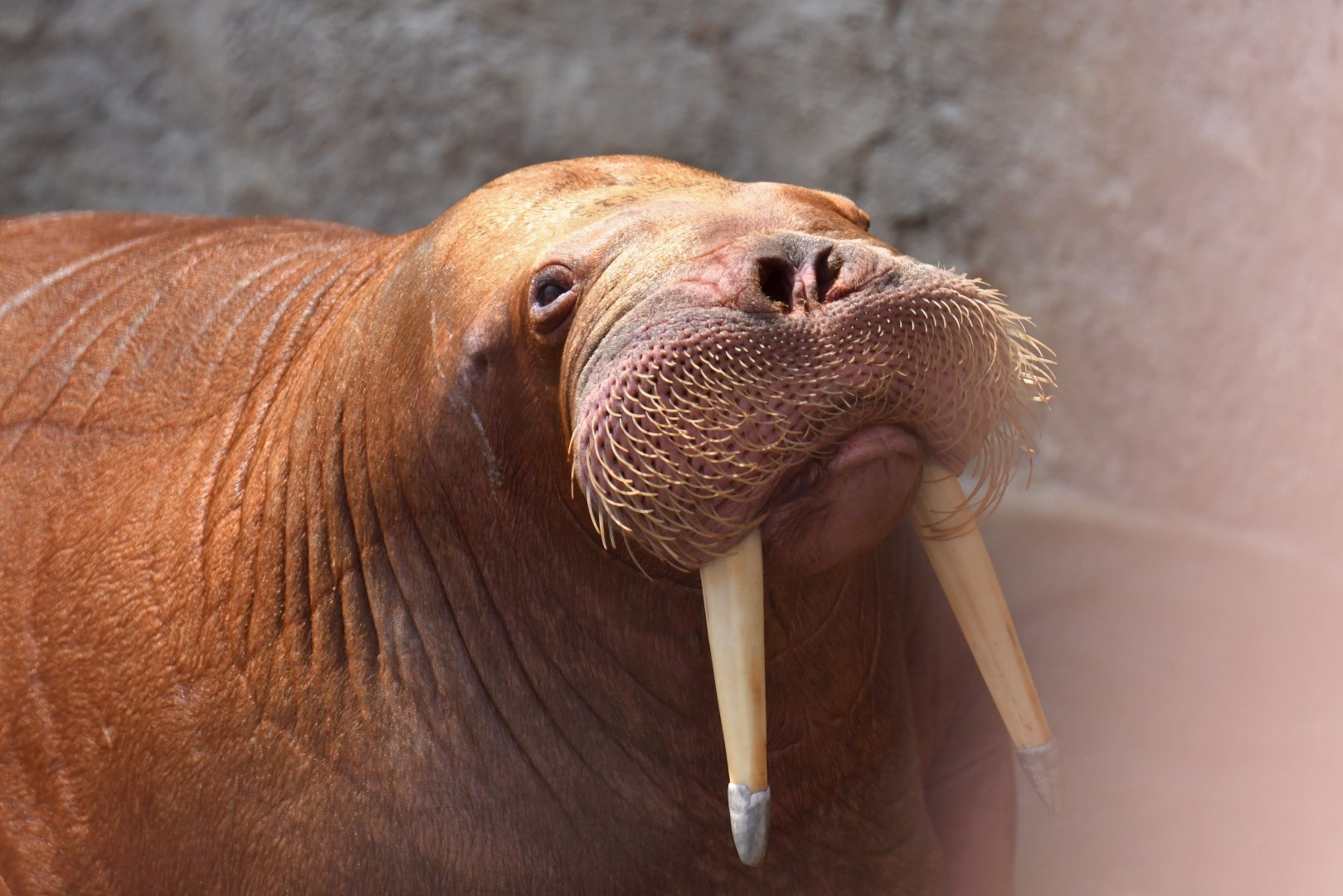Walrus (Obodenus rosmarus)