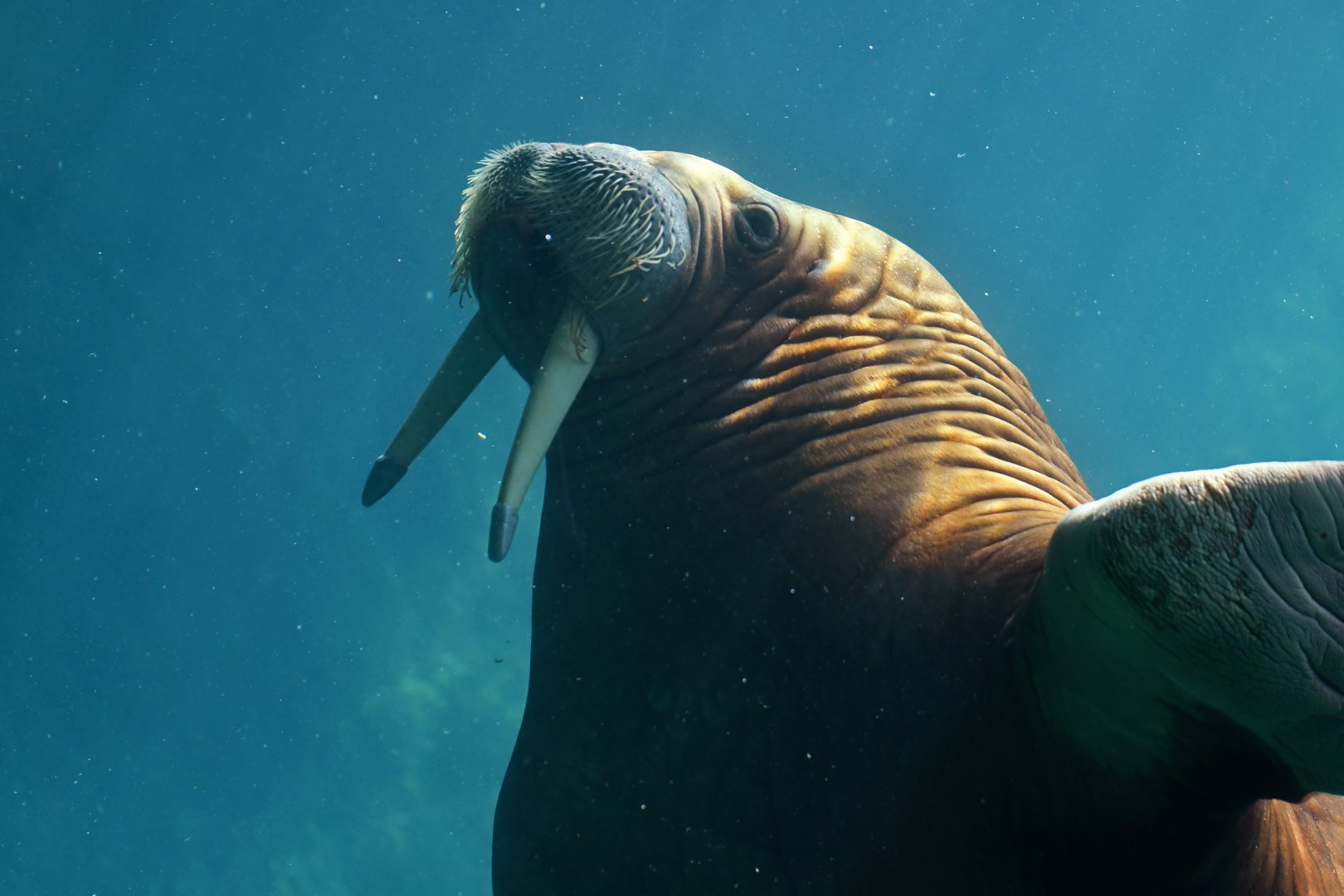 Walrus (Obodenus rosmarus)