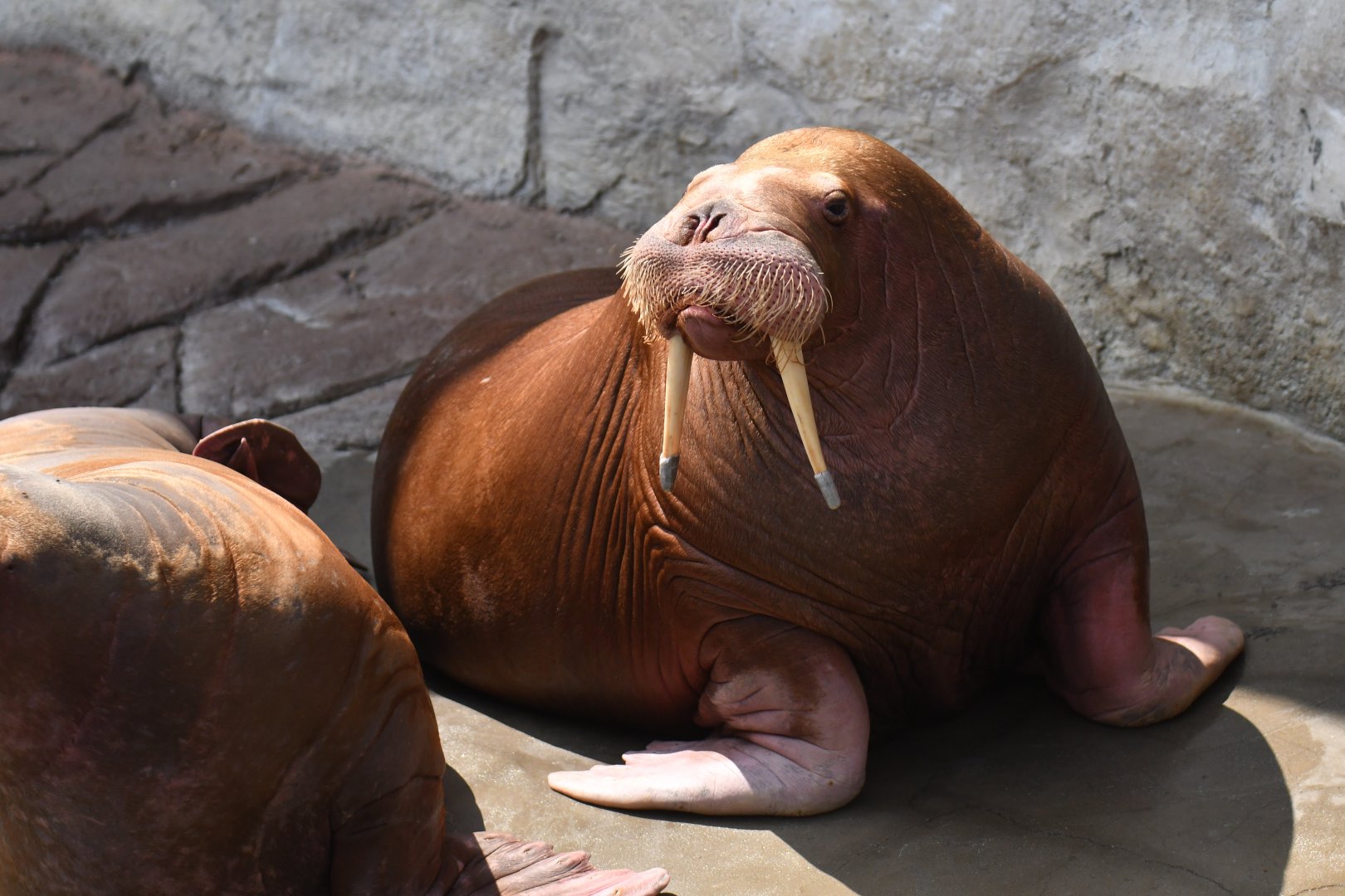 Walrus (Obodenus rosmarus)