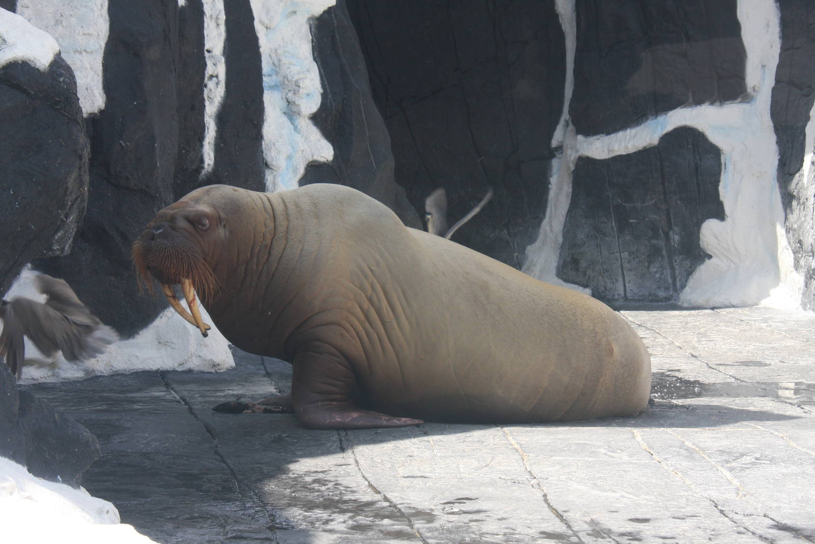 walrus (Odobenus rosmarus)