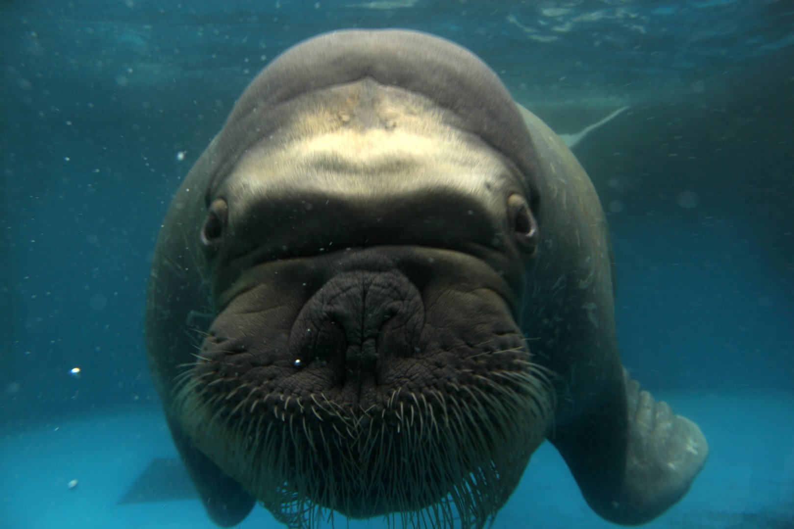 Walrus (Odobenus rosmarus)