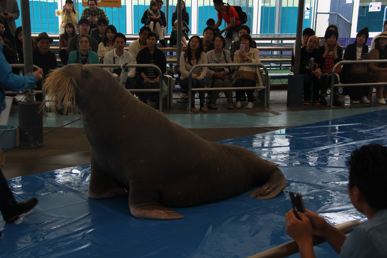 Walrus (Odobenus rosmarus)