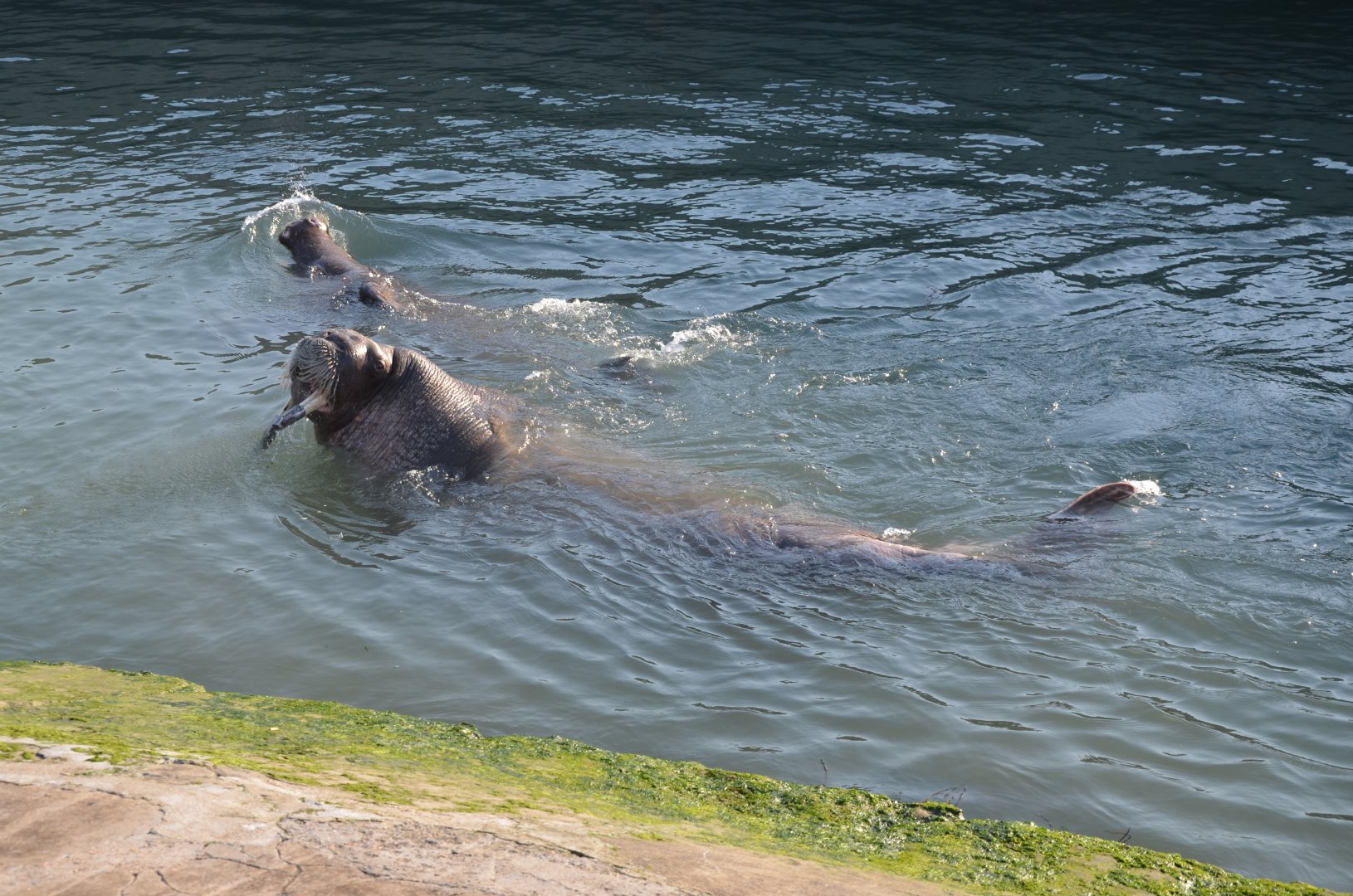 Walrus,Odobenus rosmarus