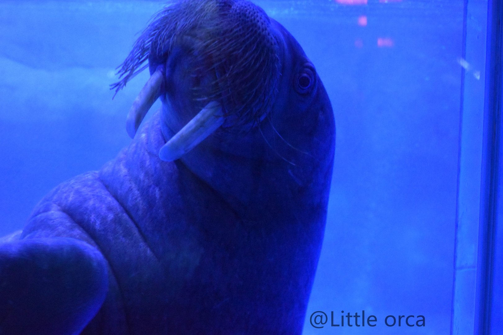 walrus（Odobenus rosmarus）