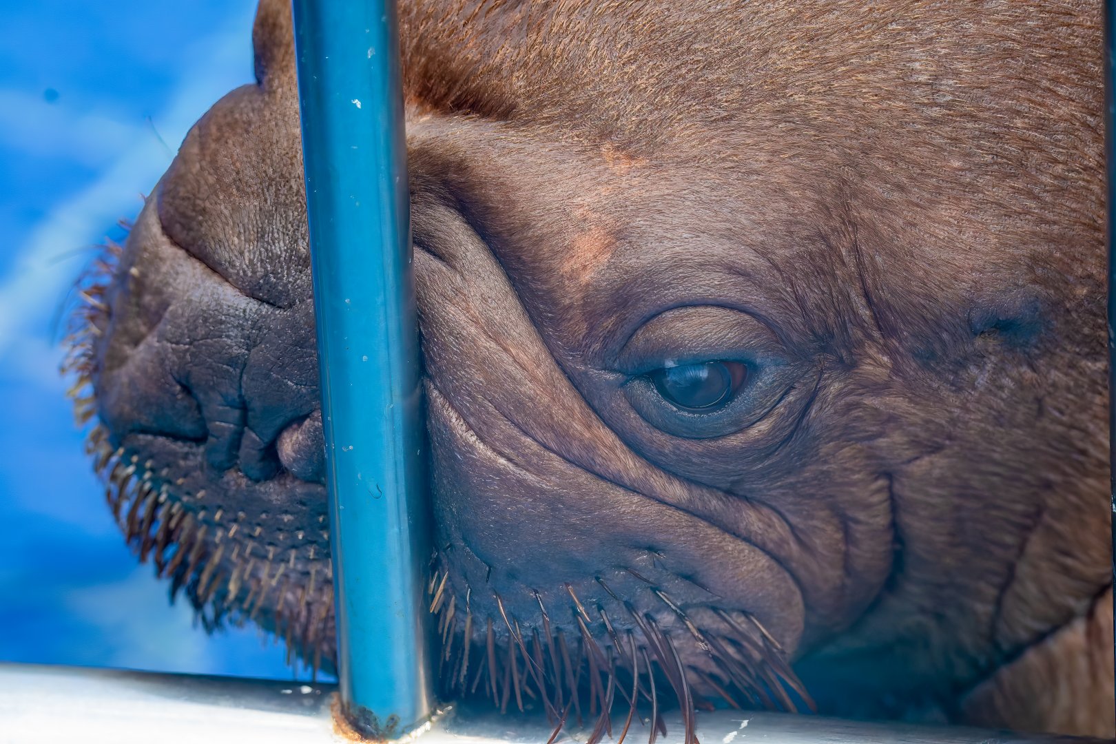 Walrus - Odobenus rosmarus