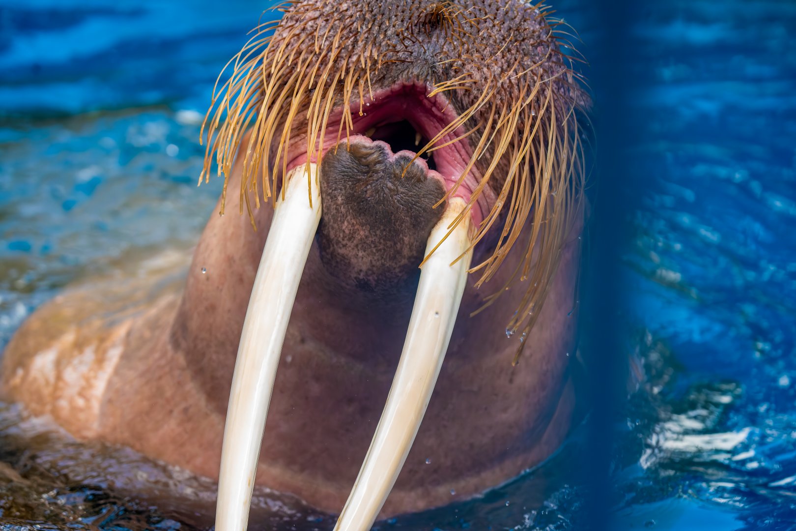 Walrus - Odobenus rosmarus