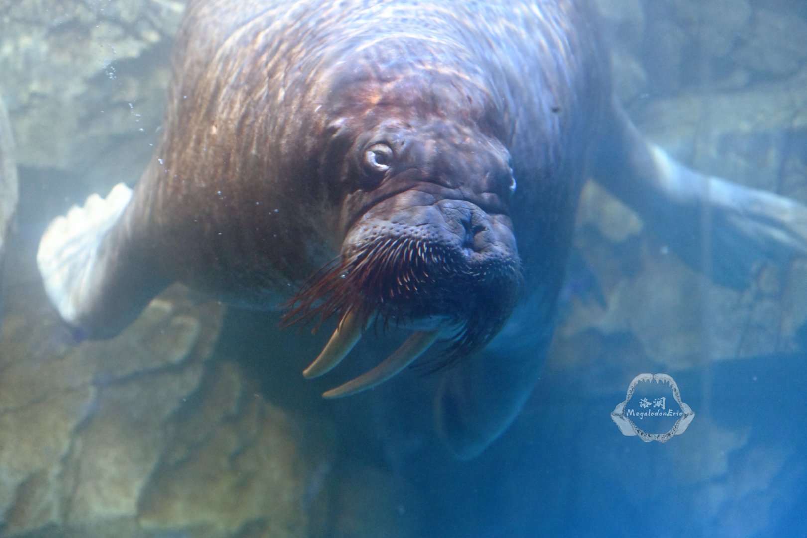 Walrus/Odobenus rosmarus