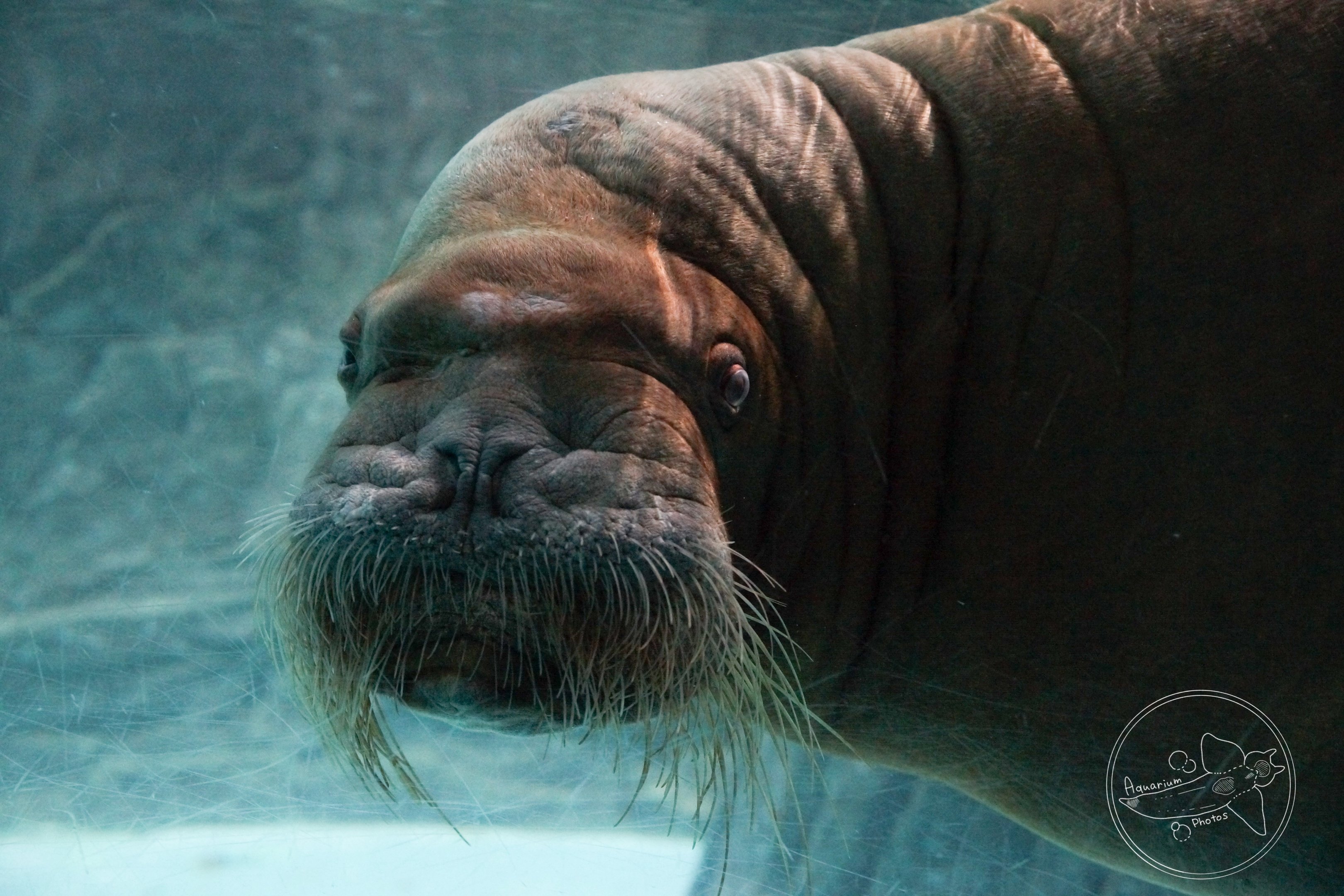 Walrus (Odobenus rosmarus)