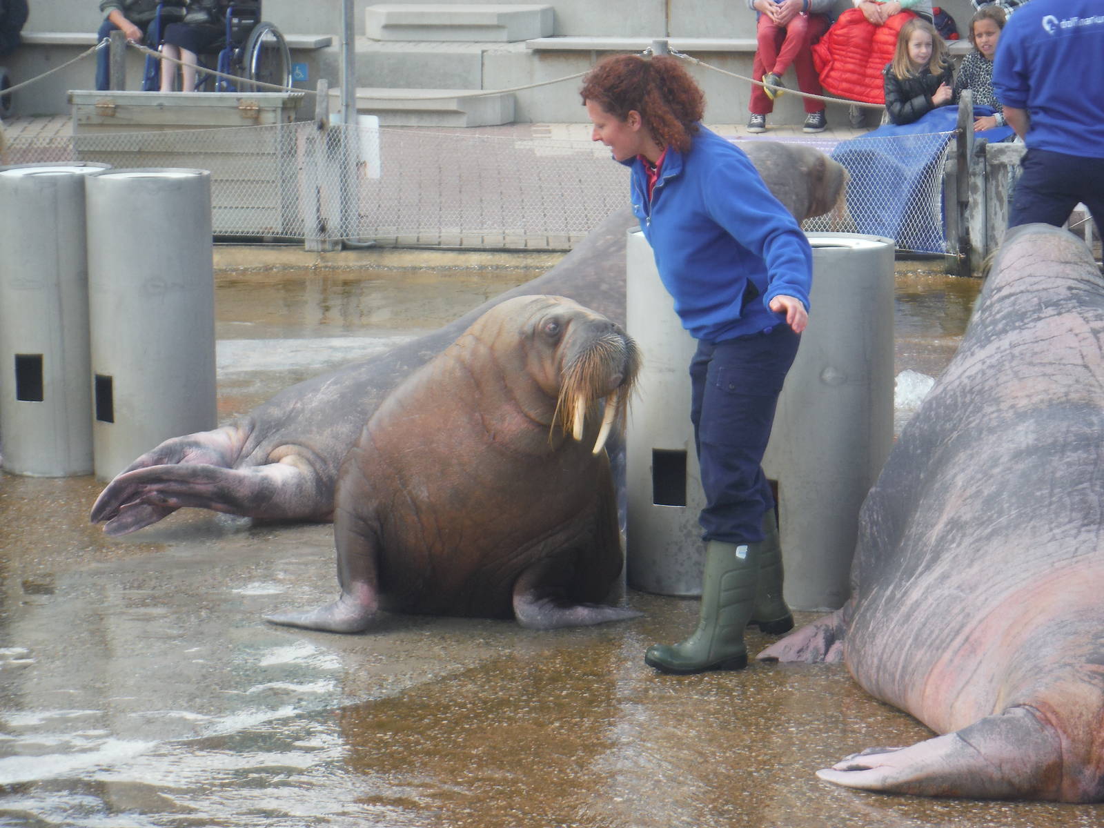 Walrus Olivia in the Show