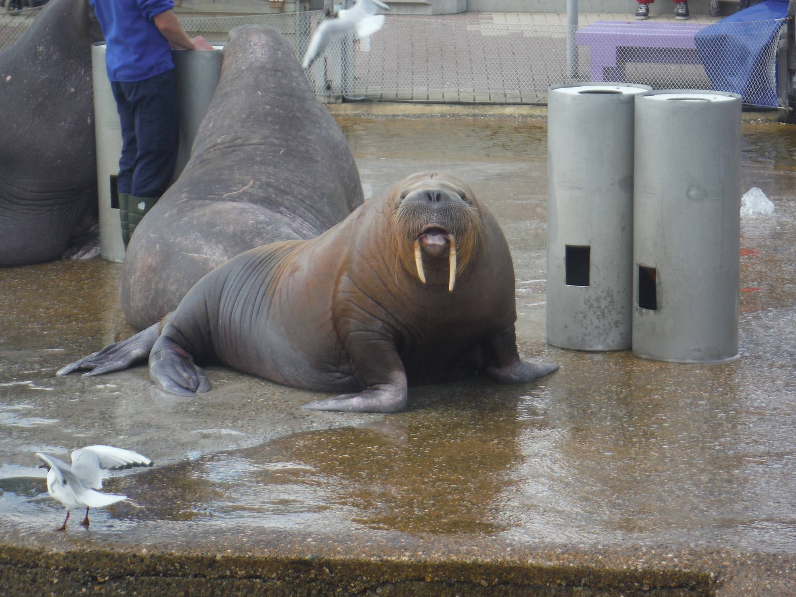 Walrus Olivia in the Show