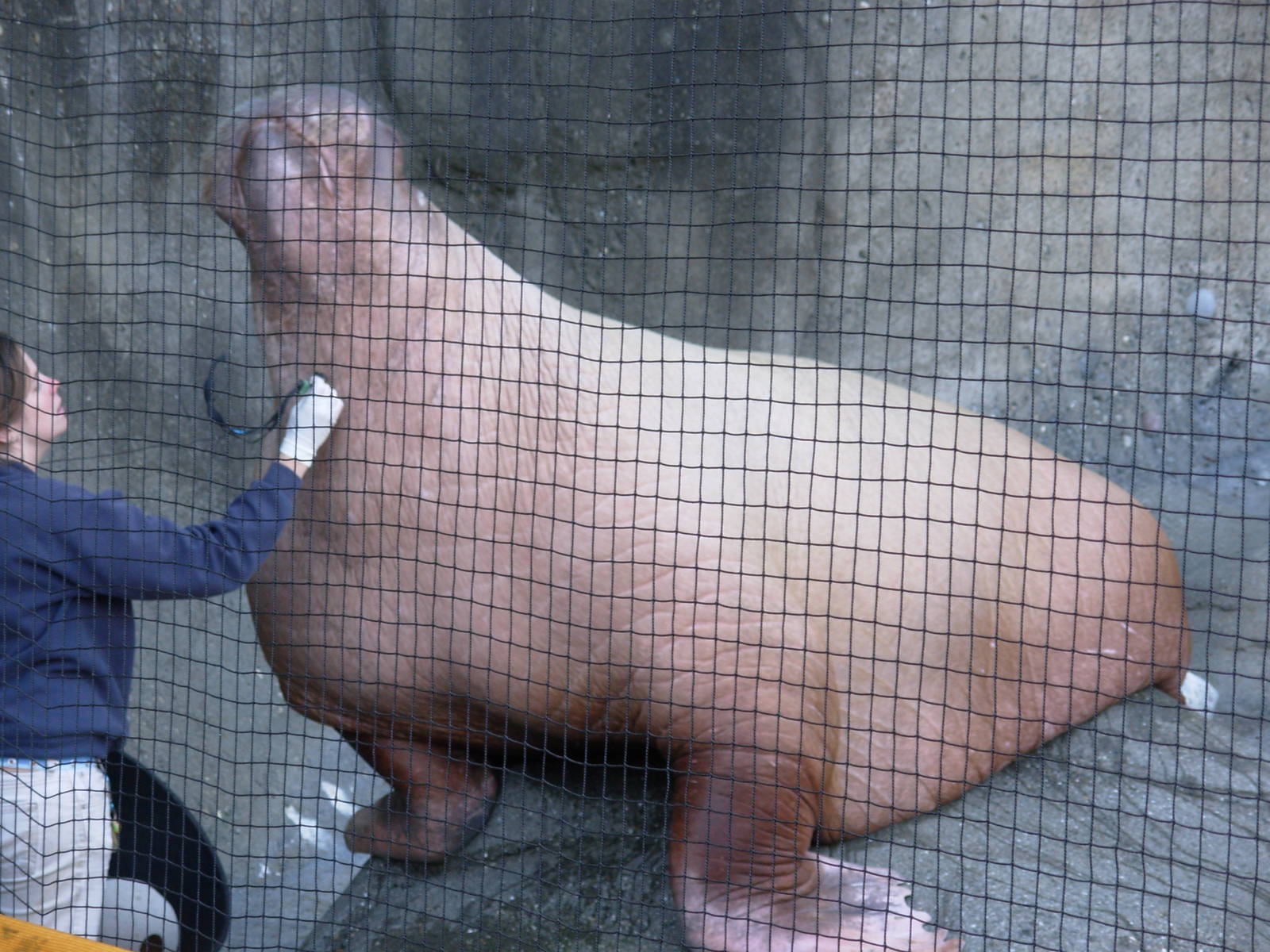 Walrus - Point Defiance Zoo & Aquarium